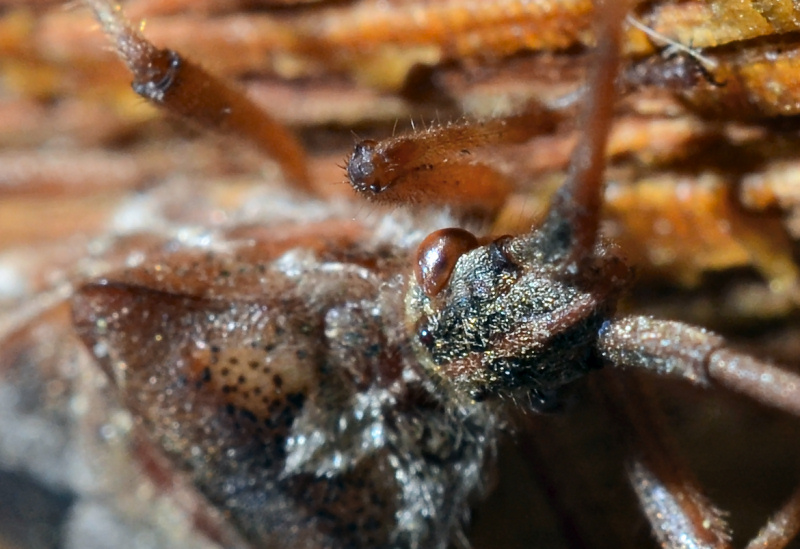 Coreidae: Leptoglossus occidentalis della Toscana (Prato)